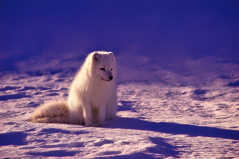 Arctic Landscape